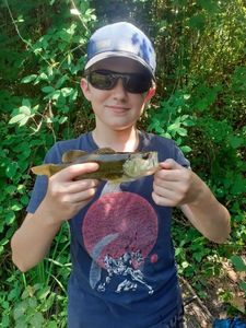 Largemouth Bass
