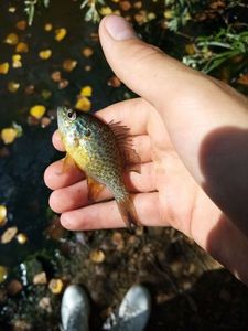 Green Sunfish