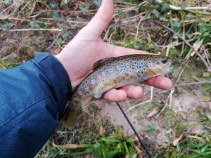 Brown Trout