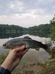 Rainbow Trout