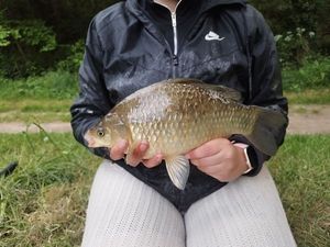 Prussian Carp