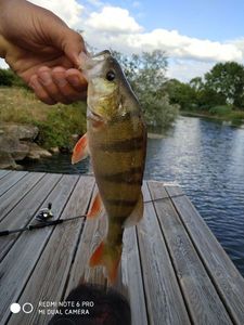 European Perch