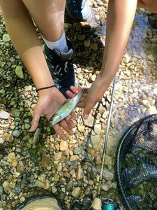 Brown Trout