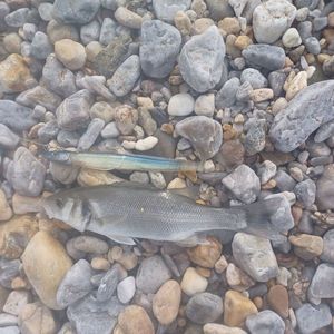 European Bass (Seabass)