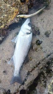 European Bass (Seabass)