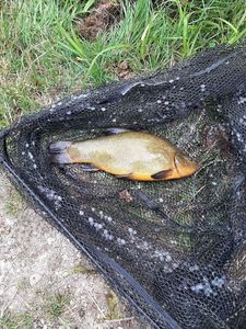 Tench