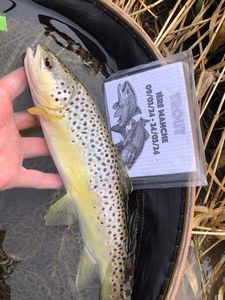 Brown Trout