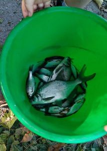 Common Bream