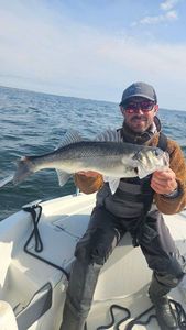 European Bass (Seabass)