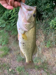 Largemouth Bass