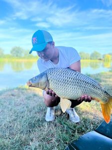 Common Carp