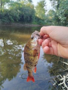 European Perch