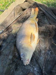 Mirror Carp