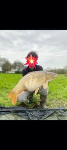 Common Carp