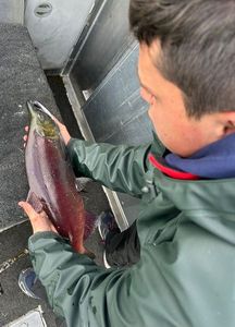 Kokanee