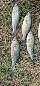 Largemouth Bass