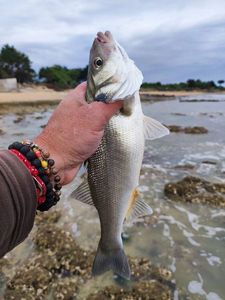 European Bass (Seabass)