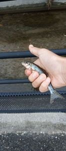 Common Minnow
