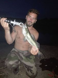 Zander