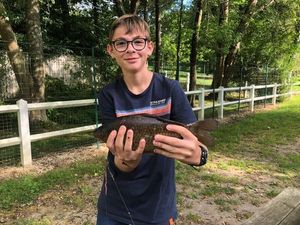 Common Carp