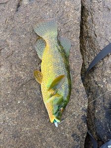 Ballan Wrasse