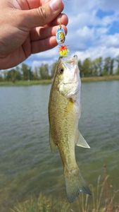 Largemouth Bass