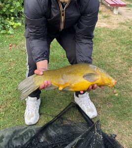 Tench