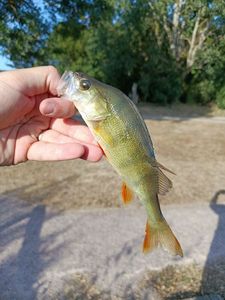 European Perch