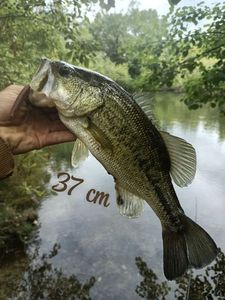 Largemouth Bass