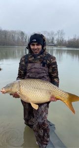 Common Carp