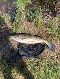 Silver Carp