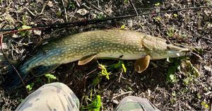 Northern Pike