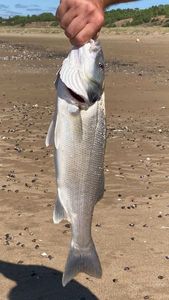 European Bass (Seabass)
