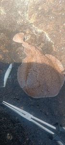 Marbled Electric Ray