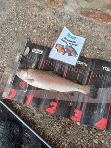 Rainbow Trout