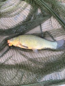 Tench