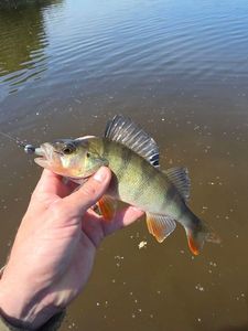 European Perch