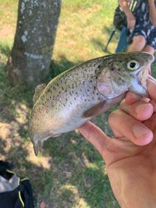 Rainbow Trout