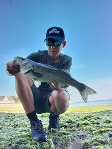 European Bass (Seabass)