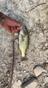 Smallmouth Bass