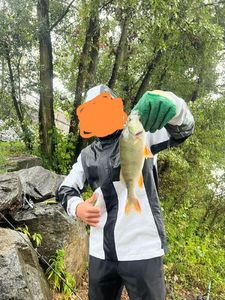European Perch