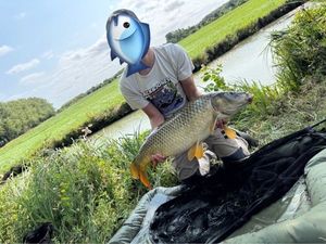 Common Carp