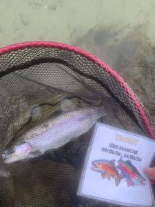 Rainbow Trout