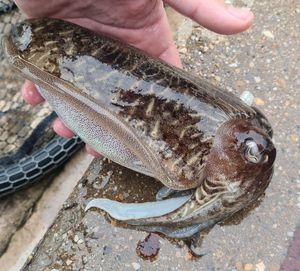 Common Cuttlefish