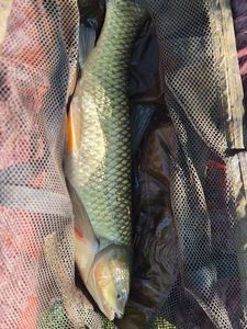 Grass Carp