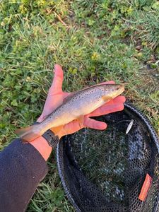 Brown Trout