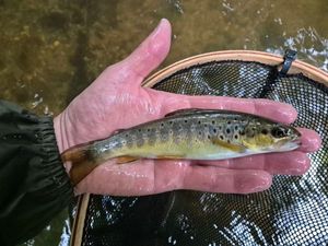 Brown Trout