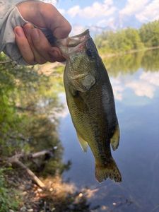 Largemouth Bass