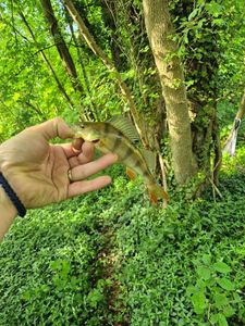 European Perch