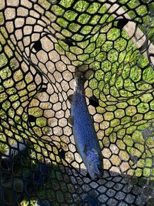 Rainbow Trout